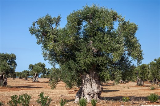 Olive Oil Tasting & Harvest Experience