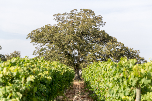 Exclusive Wine Tours & Vineyard Tastings
