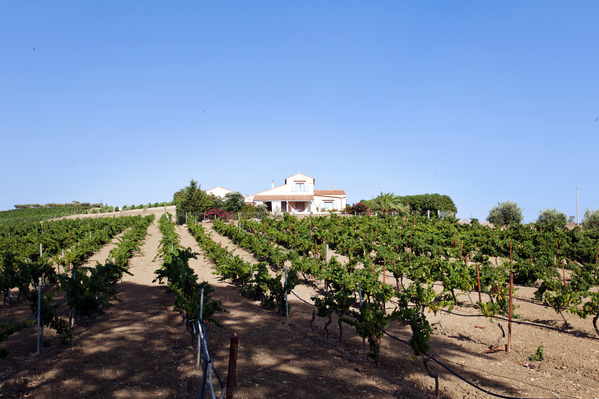 Exclusive Wine Tours & Vineyard Tastings