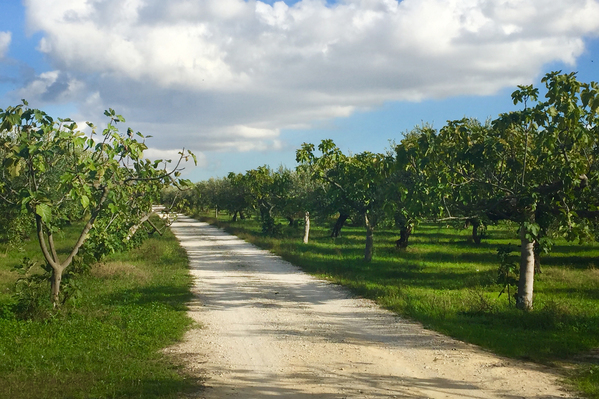 Farm & Orchard Experiences