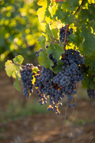 Exclusive Wine Tours & Vineyard Tastings