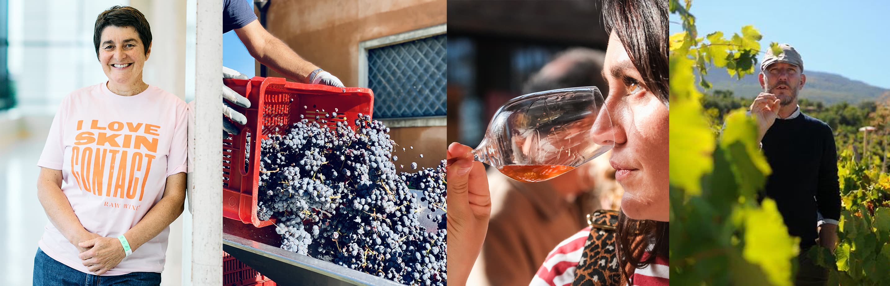 The Sicilian Wine Harvest
