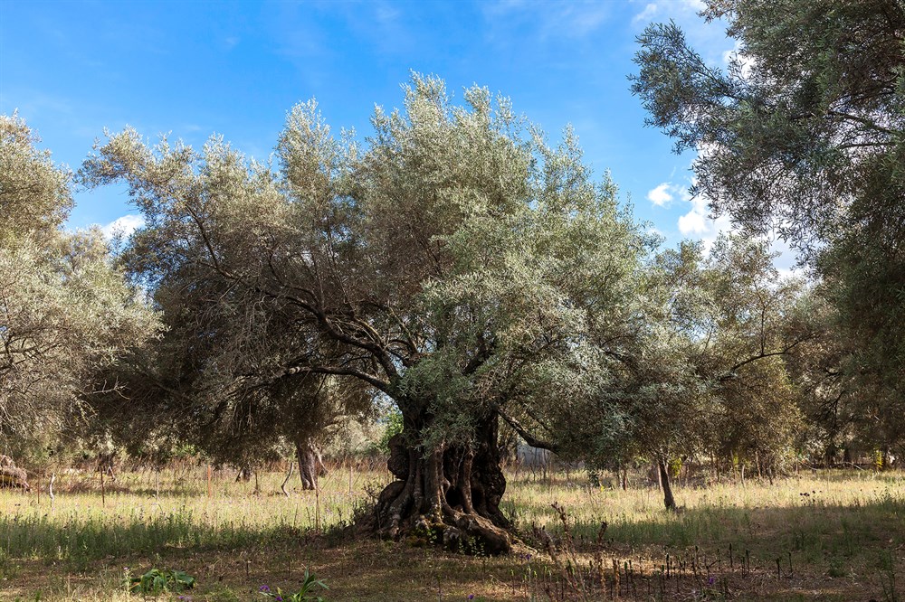 img:https://www.thethinkingtraveller.com/media/Resized/Greece%20Local%20Areas/Meganissi/1000/TTT_Ionian_Islands_Meganisi_MAY17_15.jpg