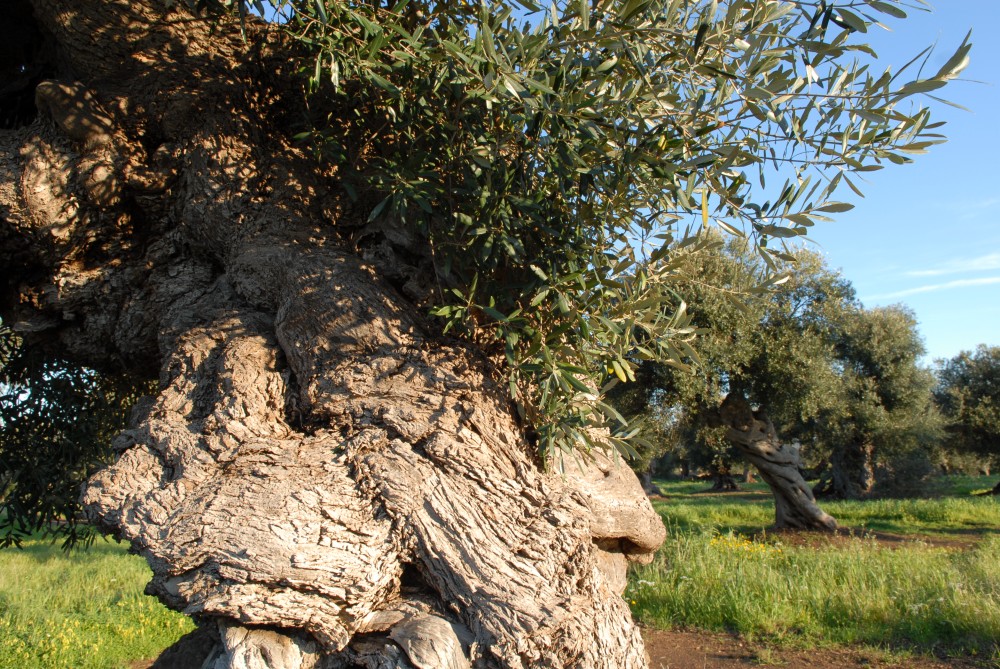 Think Puglia Olivetrees Jpg 1000 669 Tree Olive Tree Puglia